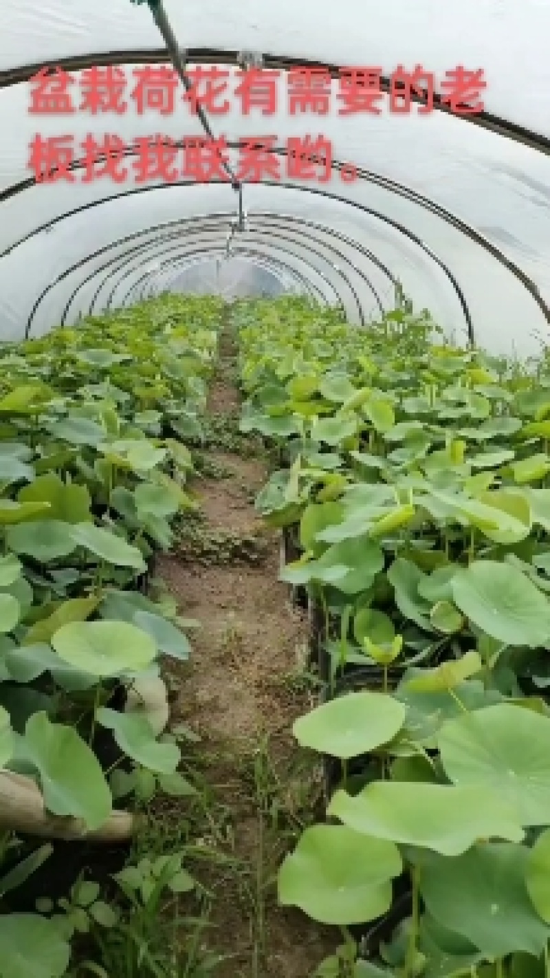 [热卖]河北保定荷花绿化荷花盆栽诚信经营量大