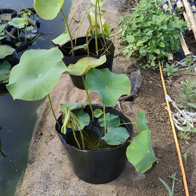 [热卖]河北保定荷花绿化荷花盆栽诚信经营量大