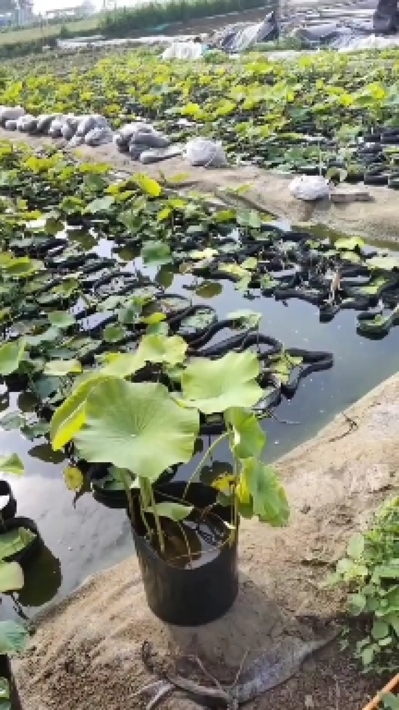 [热卖]河北保定荷花绿化荷花盆栽诚信经营量大