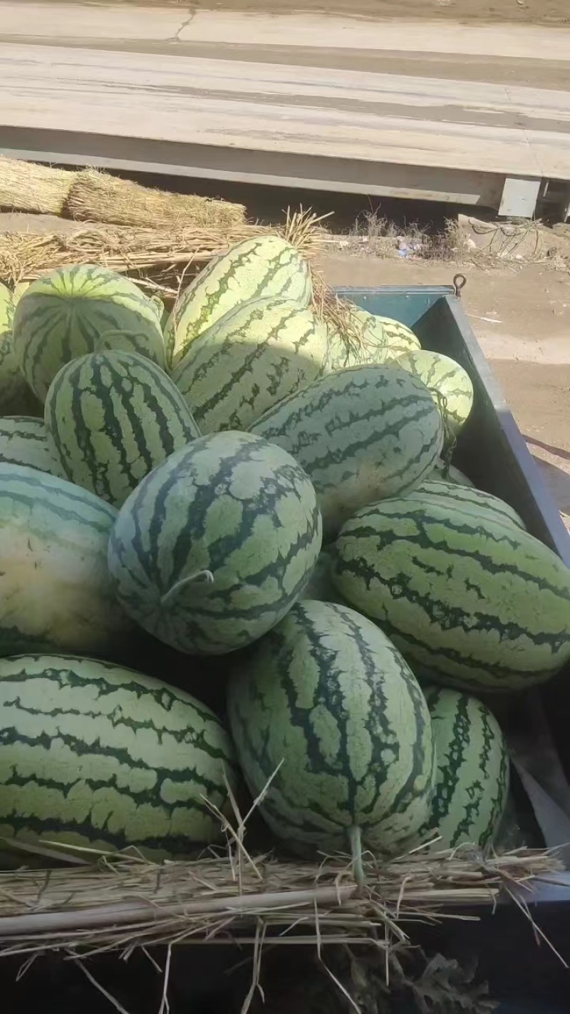 湖北精品美都，8424西瓜大量有货