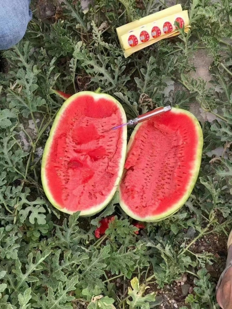 湖北精品美都，8424西瓜大量有货