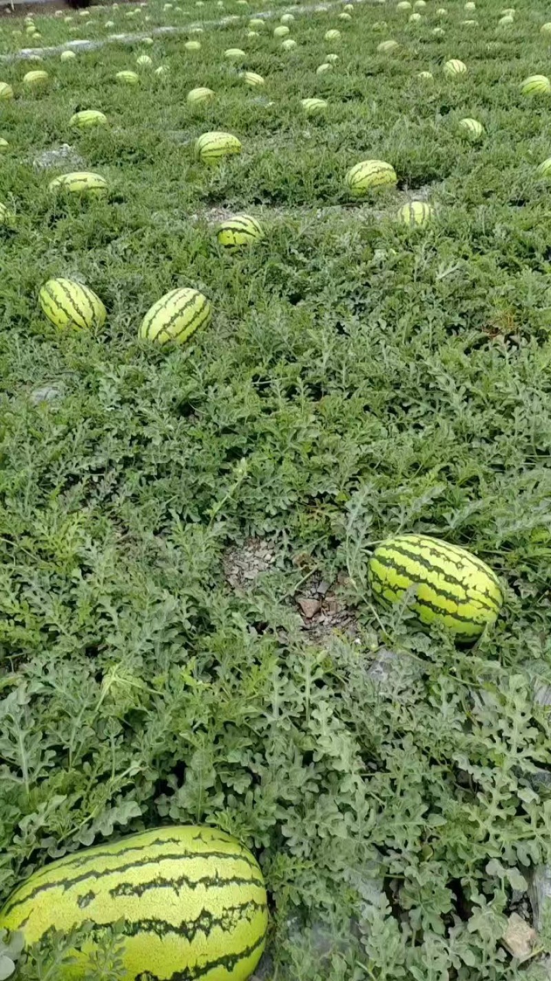 湖北精品美都，8424西瓜大量有货