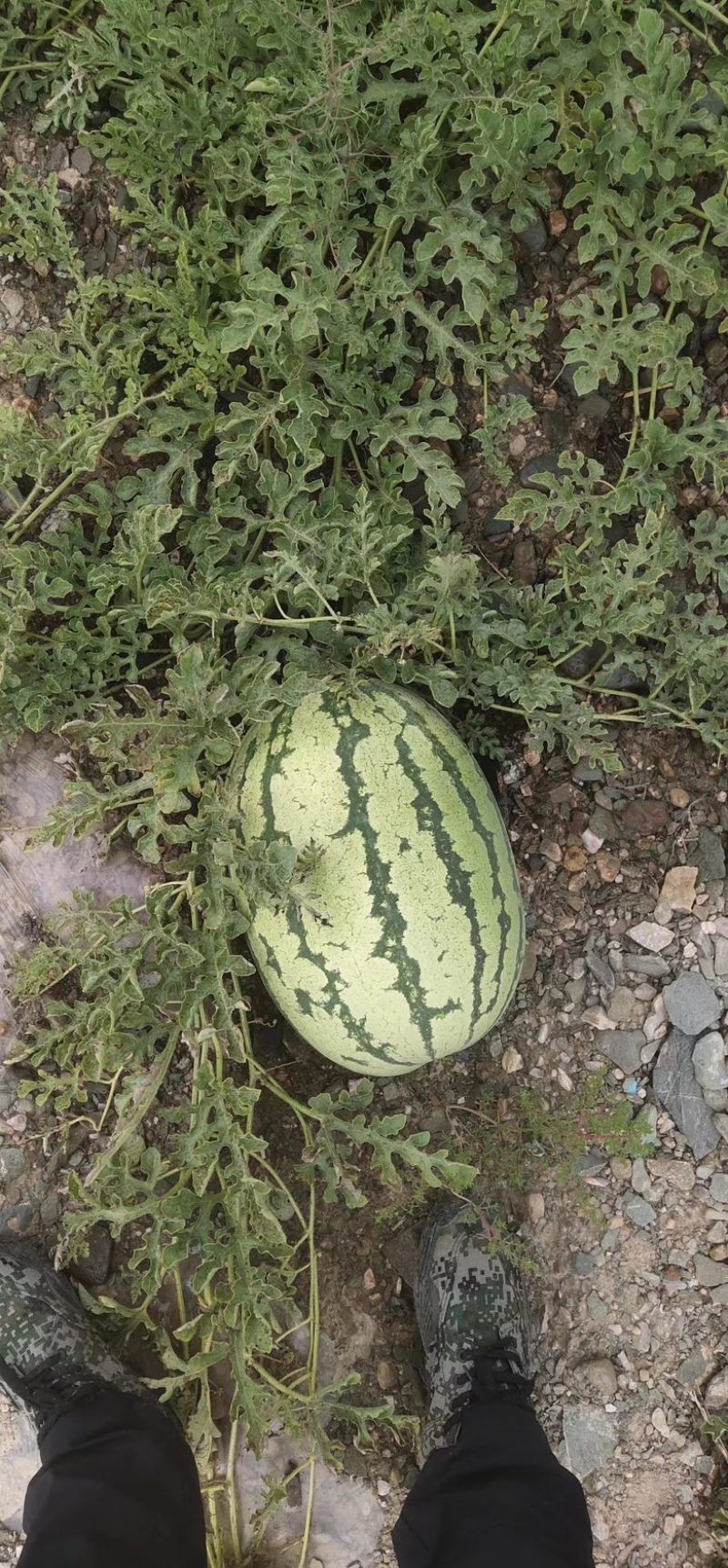 湖北精品美都，8424西瓜大量有货