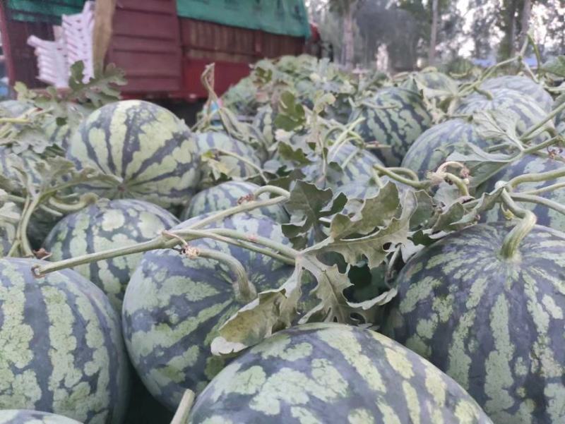 河南周口无籽美都西瓜，大量上市了，欢迎各位老板致电联系