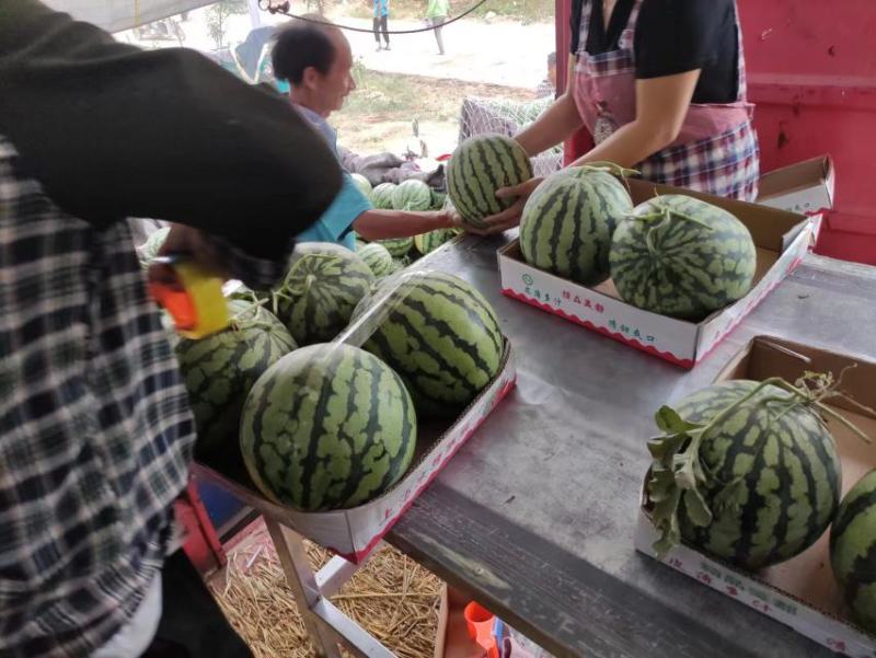 河南周口无籽美都西瓜，大量上市了，欢迎各位老板致电联系
