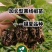 黑线椒苗黄线椒苗辣椒苗线椒苗易管理香辣型