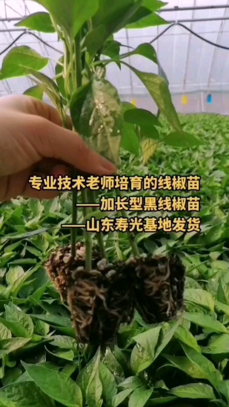 黑线椒苗黄线椒苗辣椒苗线椒苗易管理香辣型