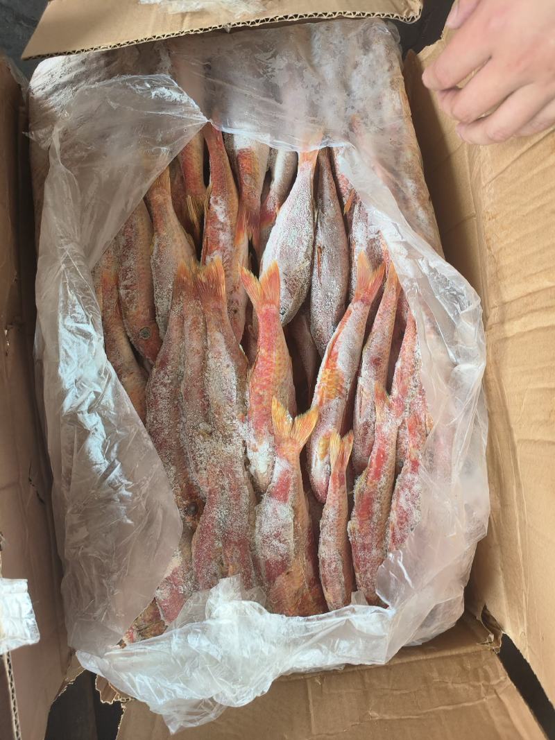 【红娘鱼】红鱼船冻大规格100/300急冻速冻品质好
