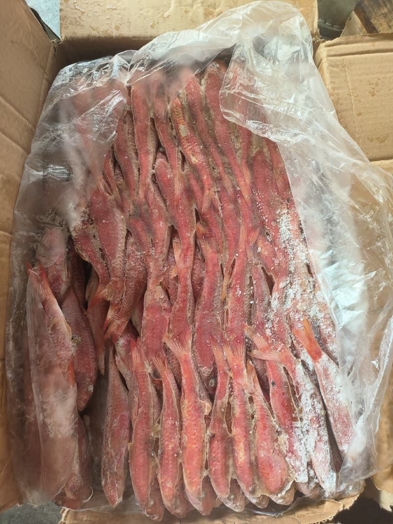 【红娘鱼】红鱼船冻大规格100/300急冻速冻品质好
