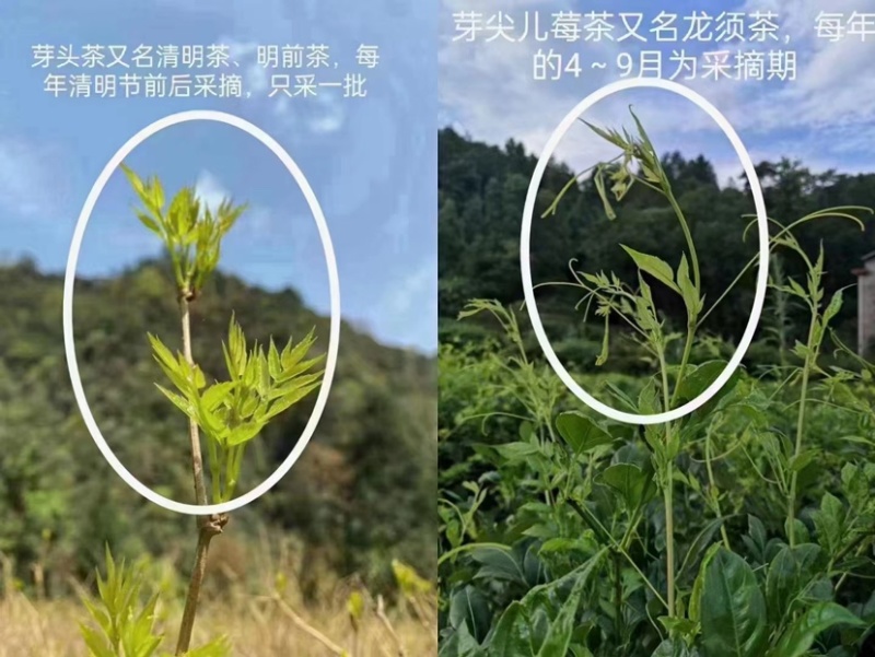 张家界莓茶芽尖莓茶（90克/罐）