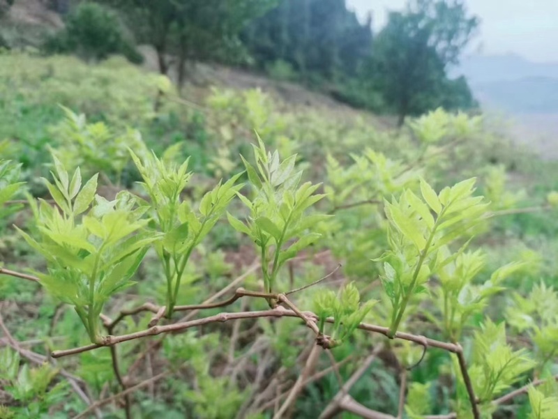 张家界莓茶芽尖莓茶（90克/罐）