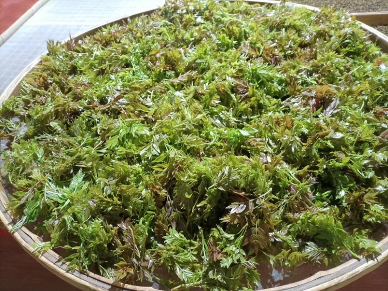 张家界莓茶芽尖莓茶（90克/罐）