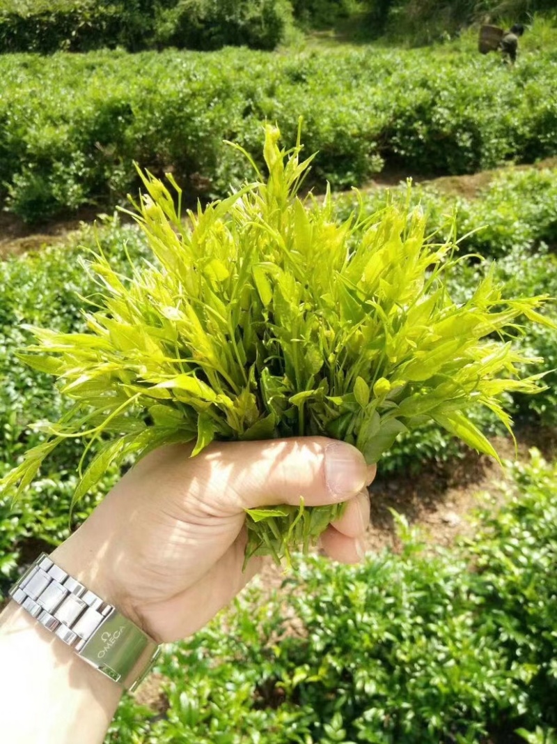 张家界莓茶芽尖莓茶（90克/罐）