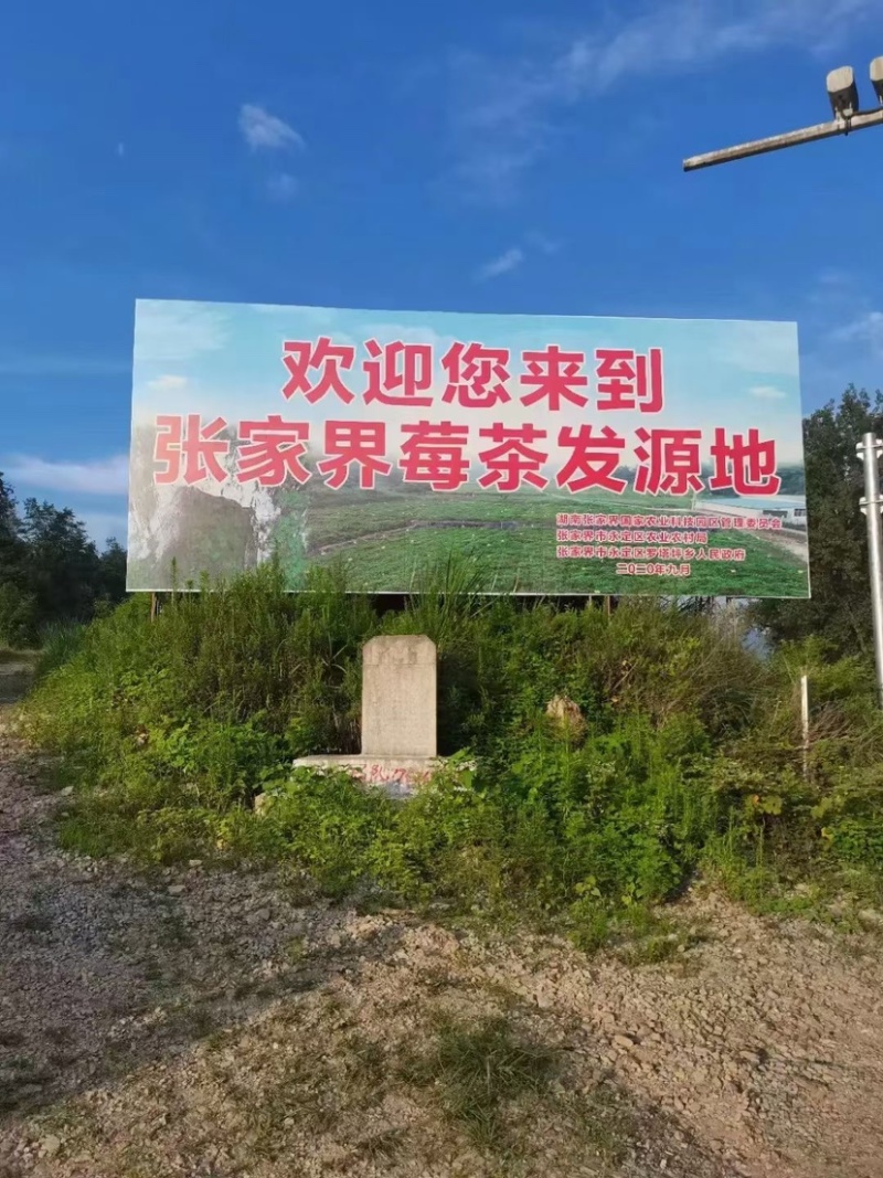 张家界莓茶芽尖莓茶（90克/罐）