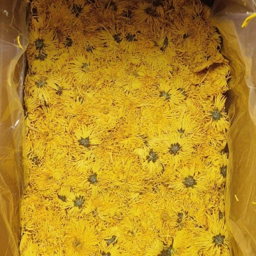 金丝菊
