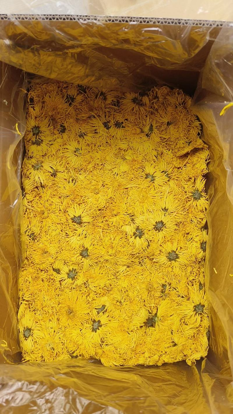 金丝菊