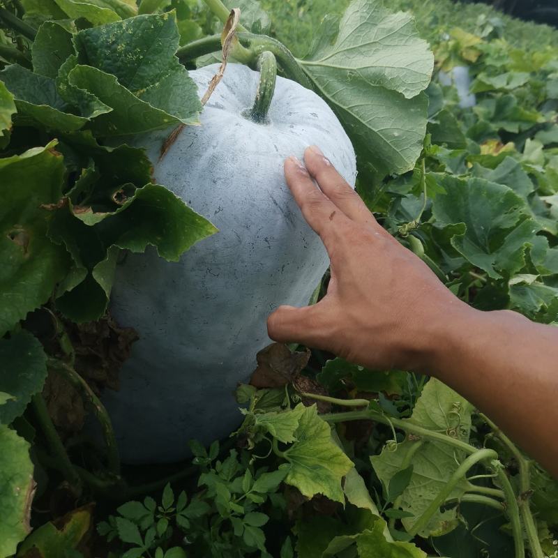 280亩白皮冬瓜，200万斤，有需要的可以联系我