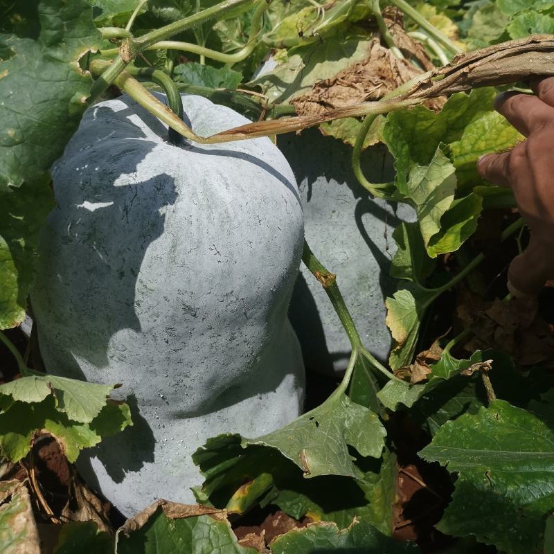 280亩白皮冬瓜，200万斤，有需要的可以联系我
