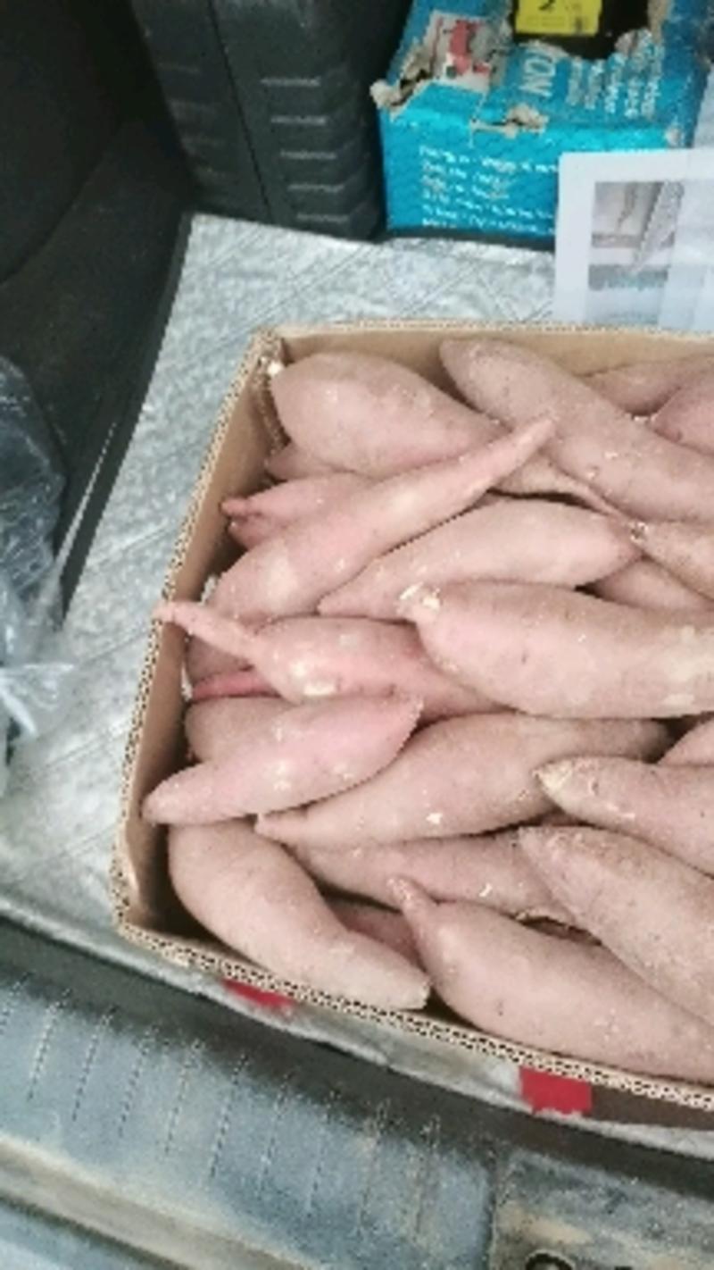 哈密红薯，现在已开始上市