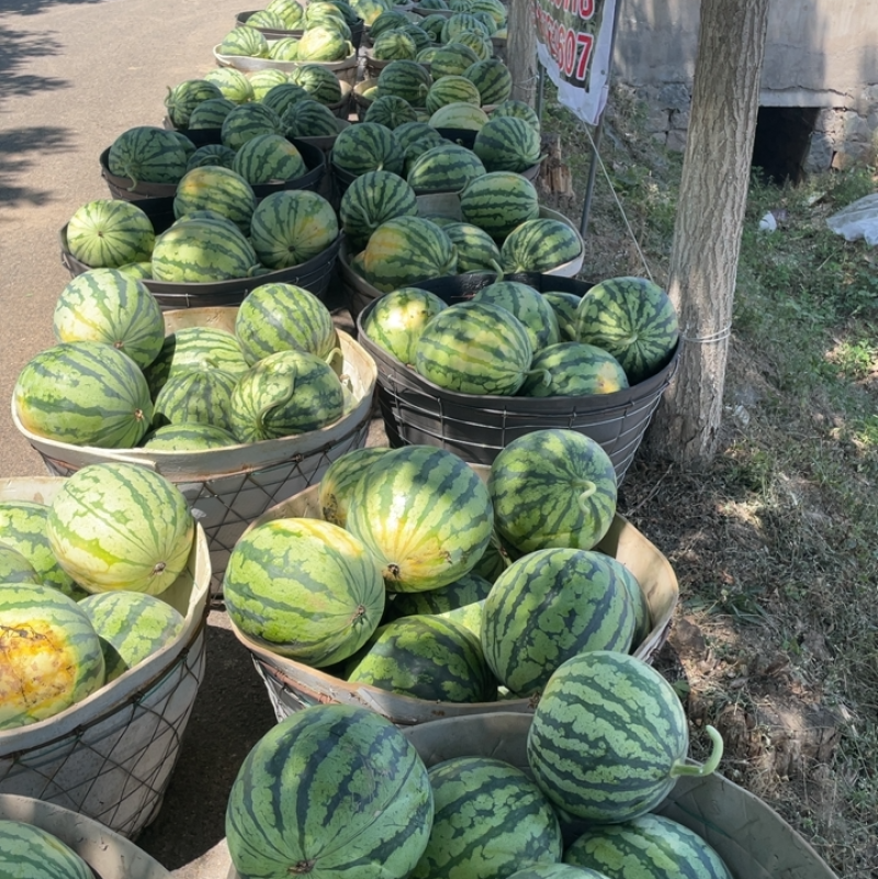 麒麟、美都西瓜大量上市