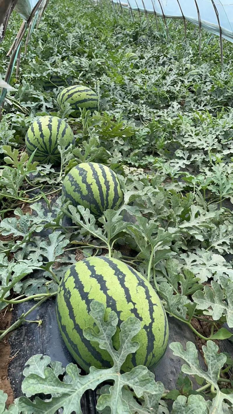 蒲城甜王西瓜口感好，产地直发全国发货对接各地市场现货