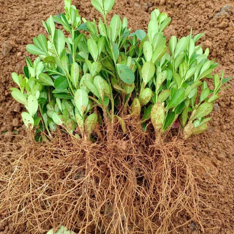 【基地直供】广西桂林万亩基地种植瓜子黄杨可视频看货欢迎联系