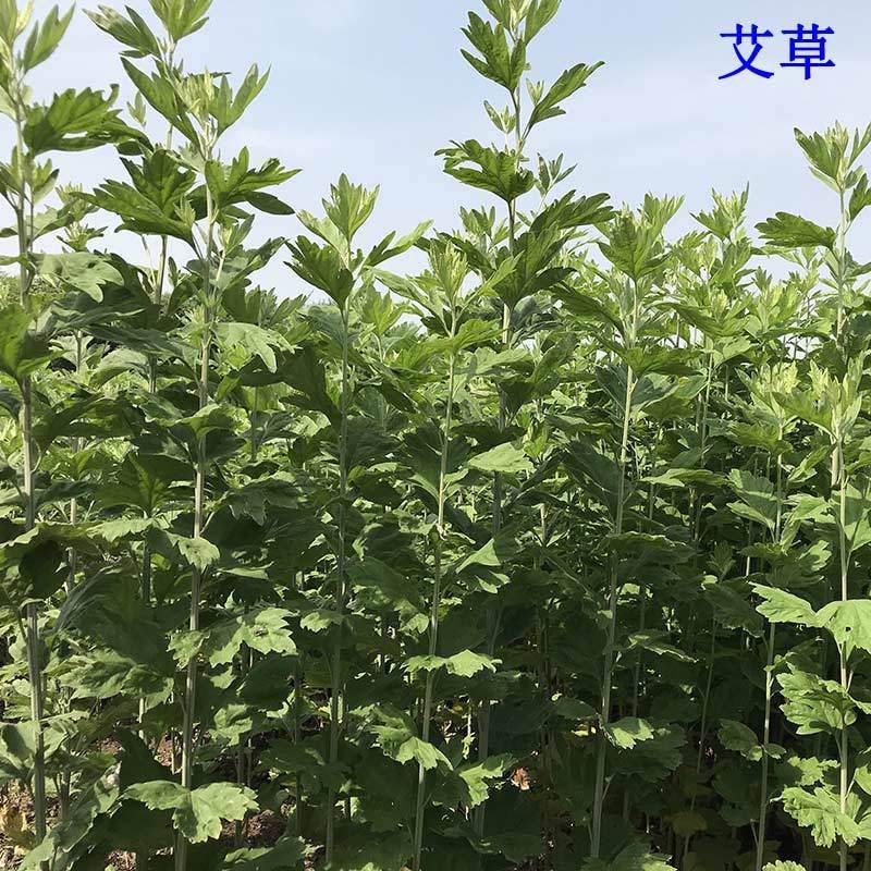 端午节艾草量大优惠按客户要求定制