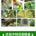 6%春雷霉素果树正品杀菌剂叶斑病稻瘟病溃疡病角斑病流胶病