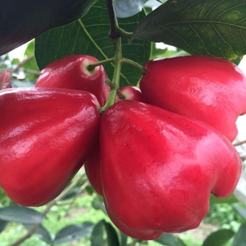 莲雾树苗黑金刚莲雾杯莲雾苗大叶红黑糖芭比莲雾树苗