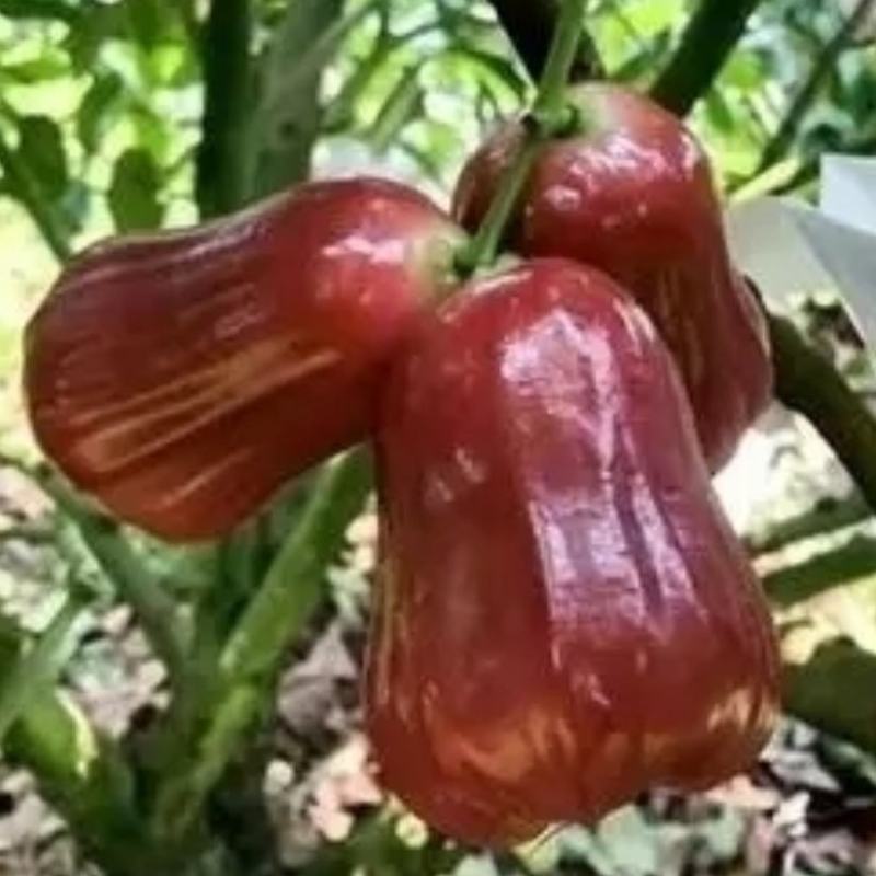 莲雾树苗黑金刚莲雾杯莲雾苗大叶红黑糖芭比莲雾树苗