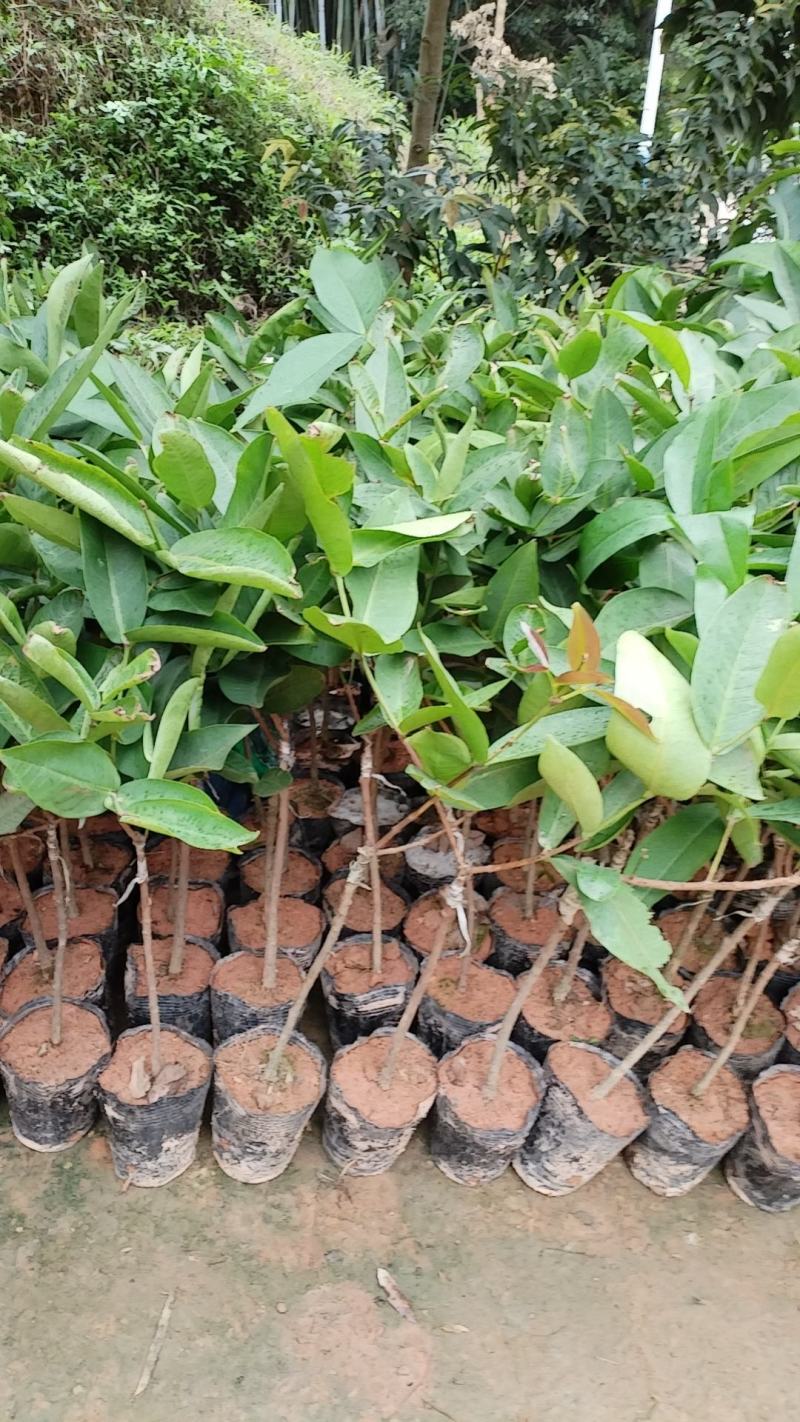 莲雾树苗黑金刚莲雾杯莲雾苗大叶红黑糖芭比莲雾树苗
