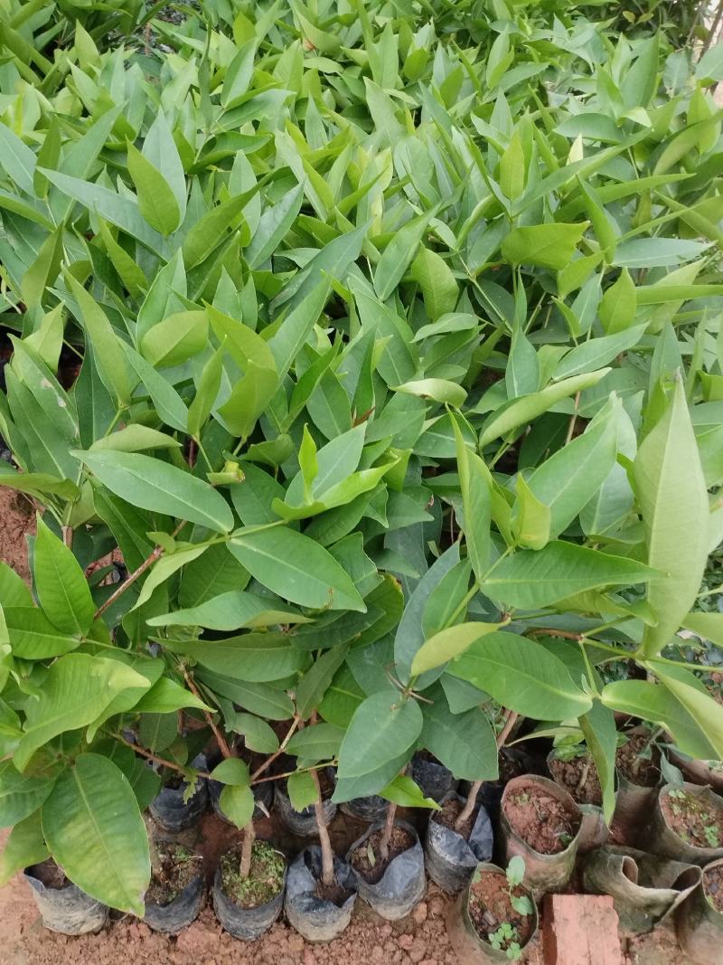 莲雾树苗黑金刚莲雾杯莲雾苗大叶红黑糖芭比莲雾树苗