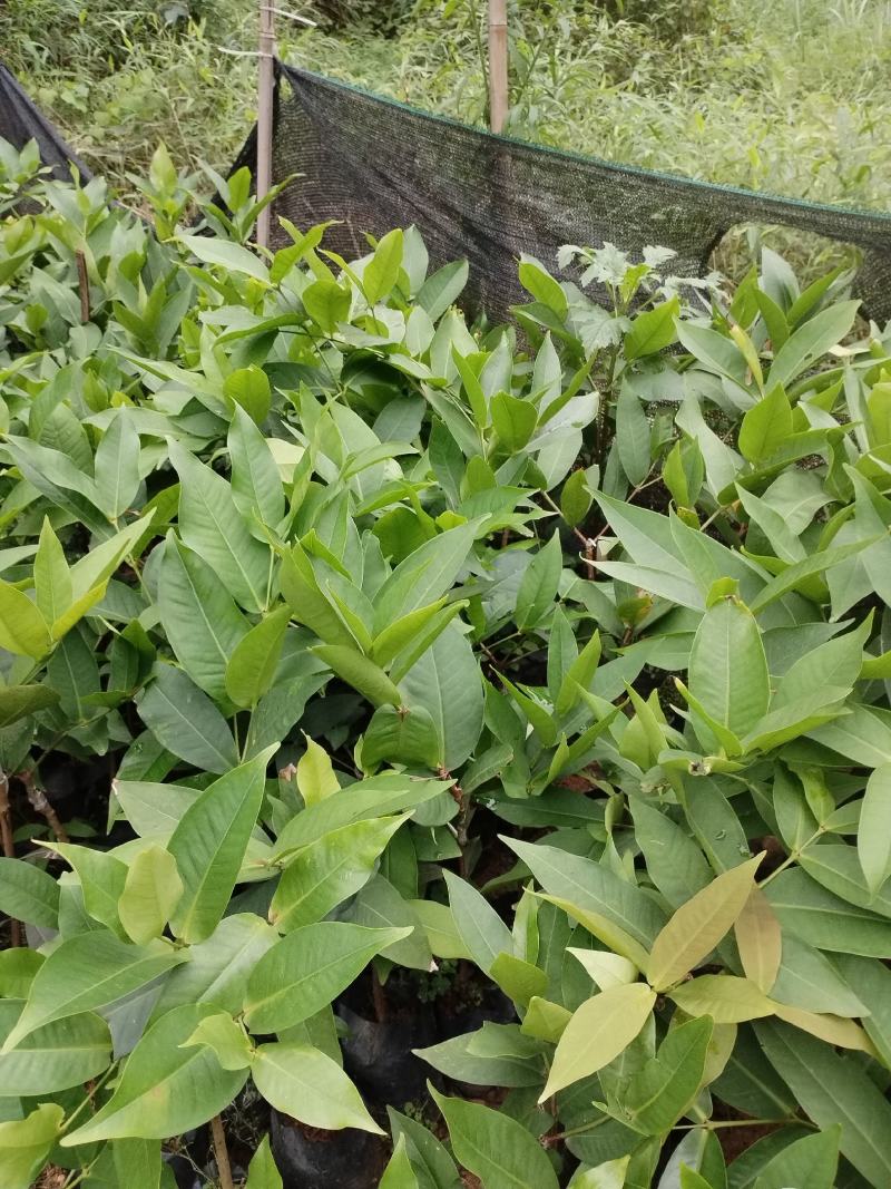 莲雾树苗黑金刚莲雾杯莲雾苗大叶红黑糖芭比莲雾树苗