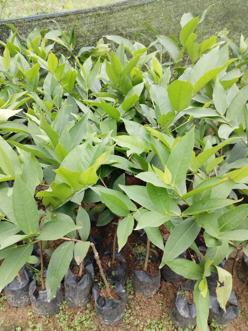 莲雾树苗黑金刚莲雾杯莲雾苗大叶红黑糖芭比莲雾树苗
