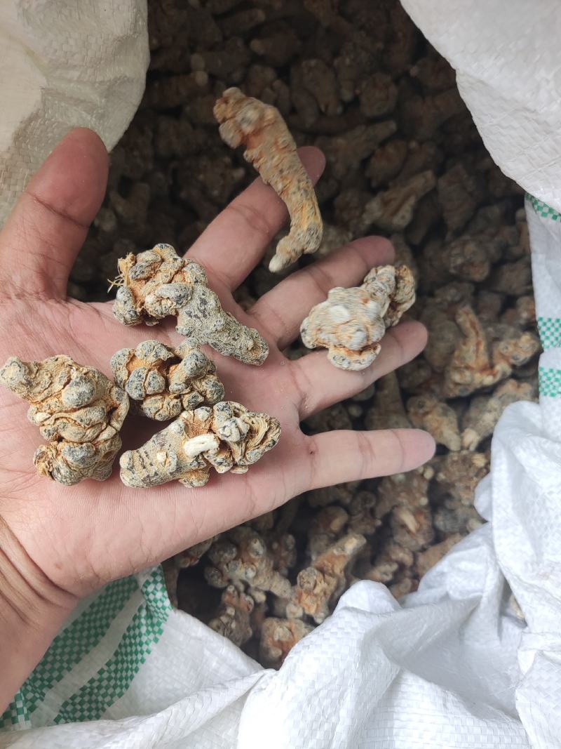 40头足干三七。