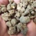 猫爪草中药材野生猫抓草正品散装新鲜干货水洗猫爪草