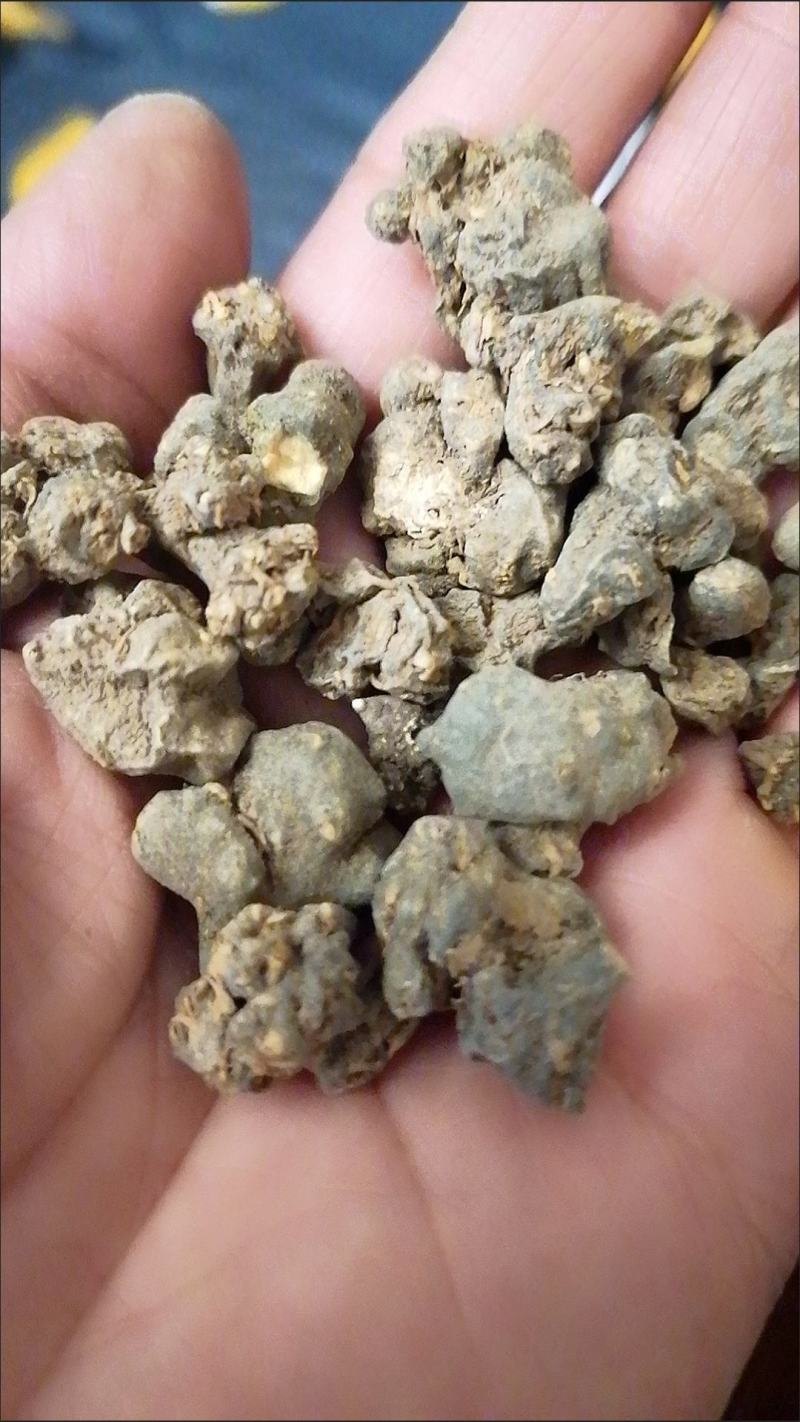 猫爪草中药材野生猫抓草正品散装新鲜干货水洗猫爪草