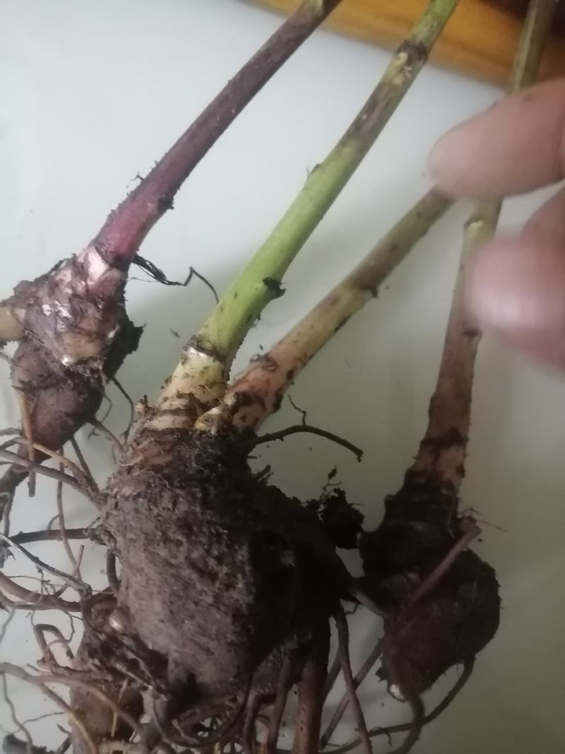 云南野生乌药，乌头，叮当头，附子，天雄