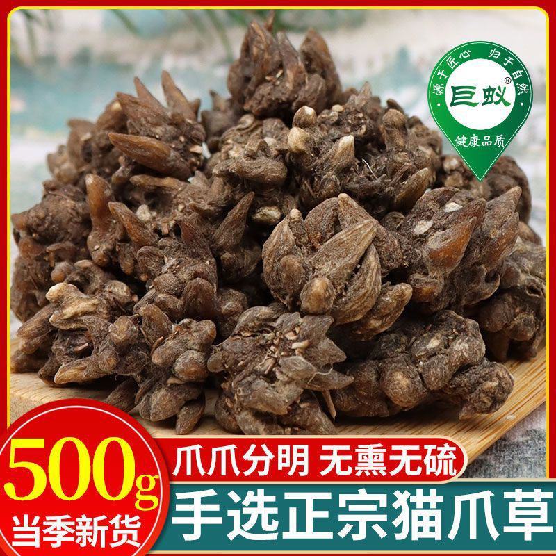 猫抓草中药材正品猫抓草泡茶水猫瓜草新鲜批发夏枯草车前猫抓