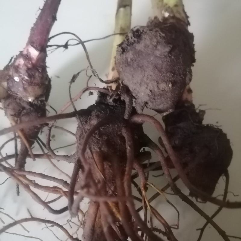 云南野生乌药，乌头，叮当头，附子，天雄