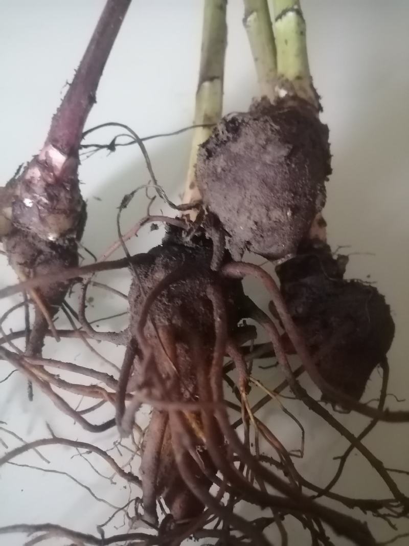 云南野生乌药，乌头，叮当头，附子，天雄