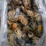 波龙虾头330/件，27斤/件，长期大量现货