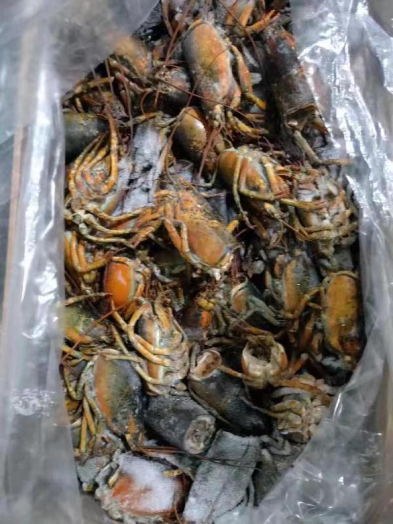 波龙虾头330/件，27斤/件，长期大量现货