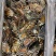 波龙虾头330/件，27斤/件，长期大量现货