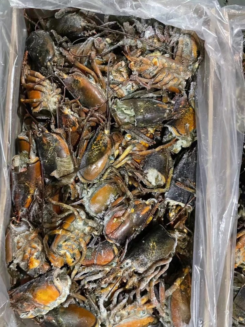 波龙虾头330/件，27斤/件，长期大量现货