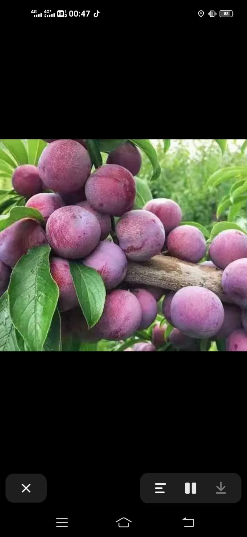 专业代办芙蓉李