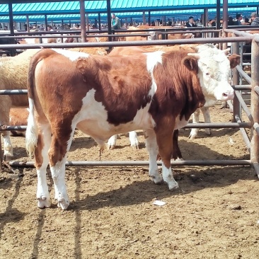 广西肉牛犊小牛犊活牛犊，疫苗齐全，送货到家，包成活包健康