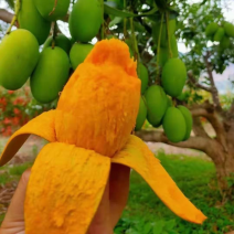 云南椰香芒