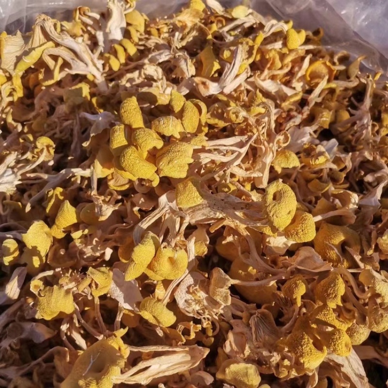 鸡油菌、榆黄蘑要的联系吧！今年新货☎️