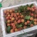 桂味